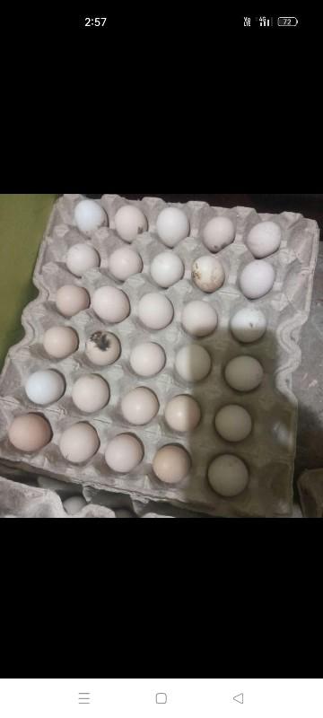 8  રૂપિયા મા દેશી ઇંડા