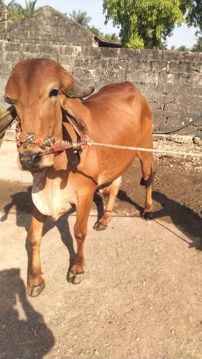 ગોધલો વેચવાનો છે