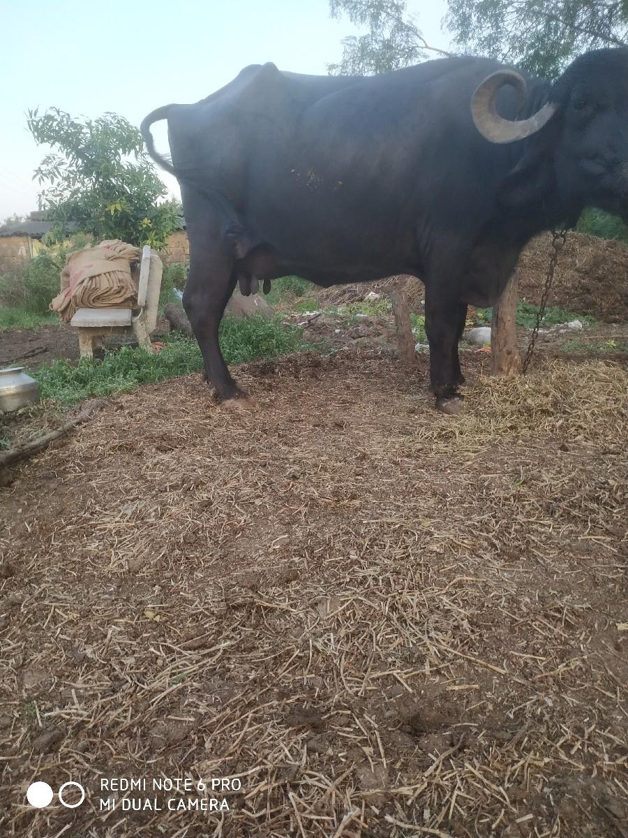 થંબનેલ 3