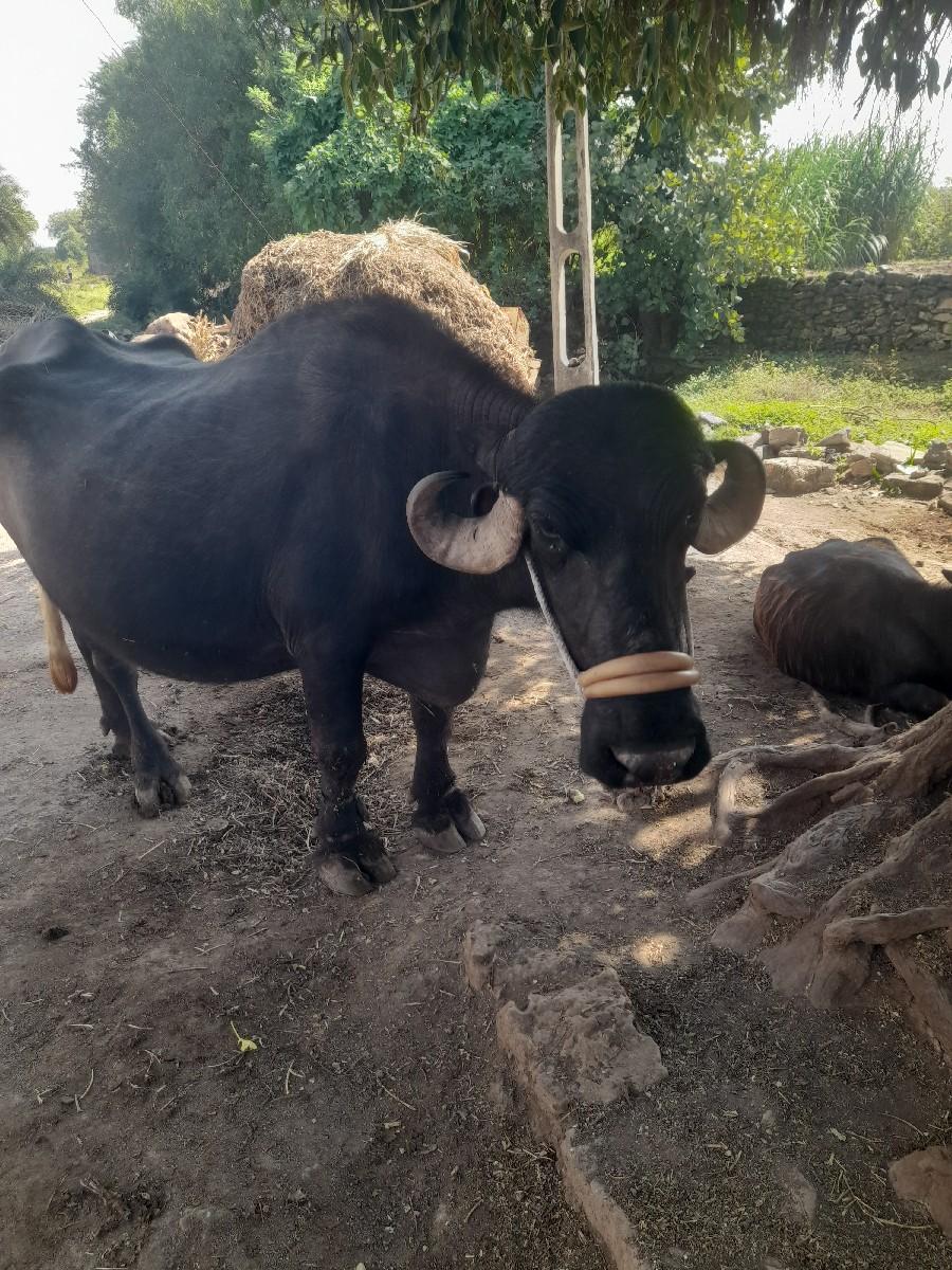 થંબનેલ 3