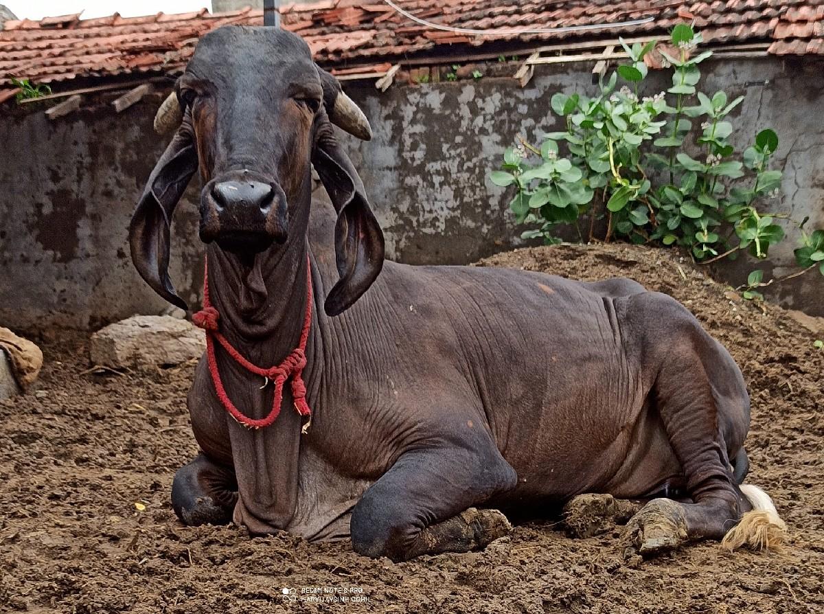 થંબનેલ 3