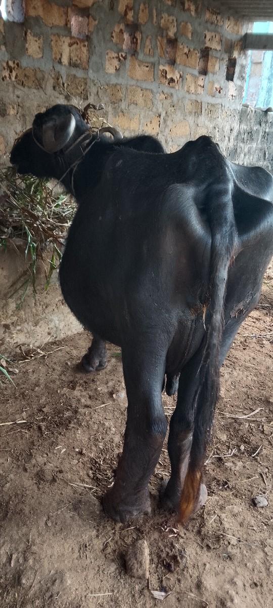 થંબનેલ 2