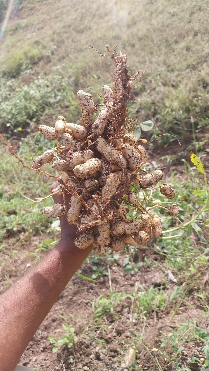 ગિરનાર ને 128 બિયારણ મા આપવાની