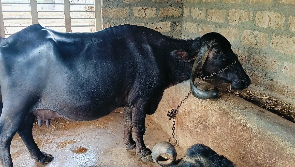 આ ભેંસ વેચવાની છે.