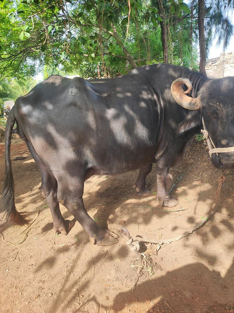 થંબનેલ 3