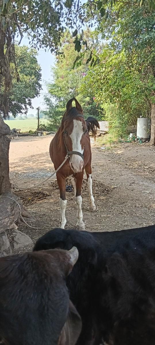 થંબનેલ 2