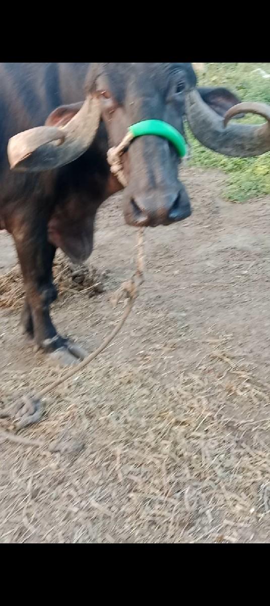 ભેંસ વેચવાની છે