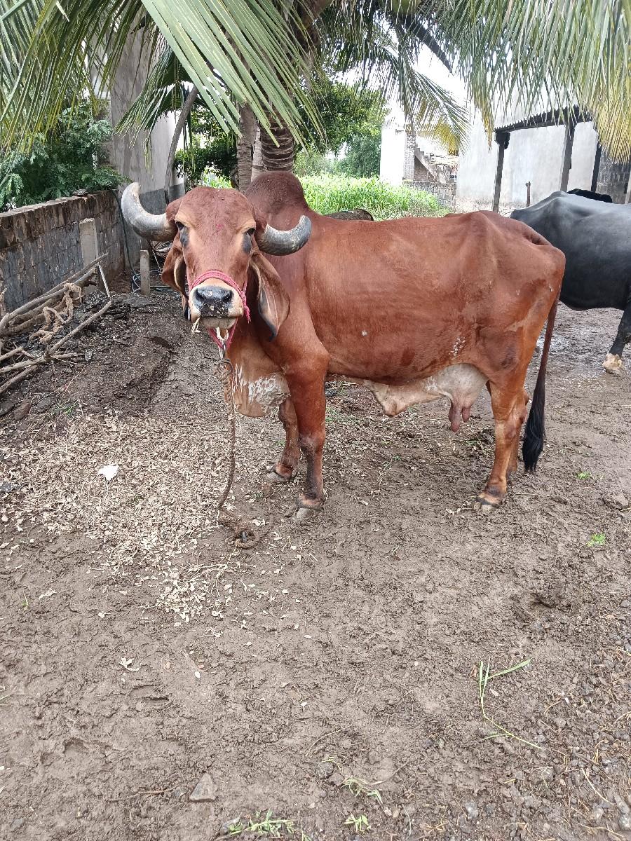 પાંચાર ગાય વેચવાનીછે