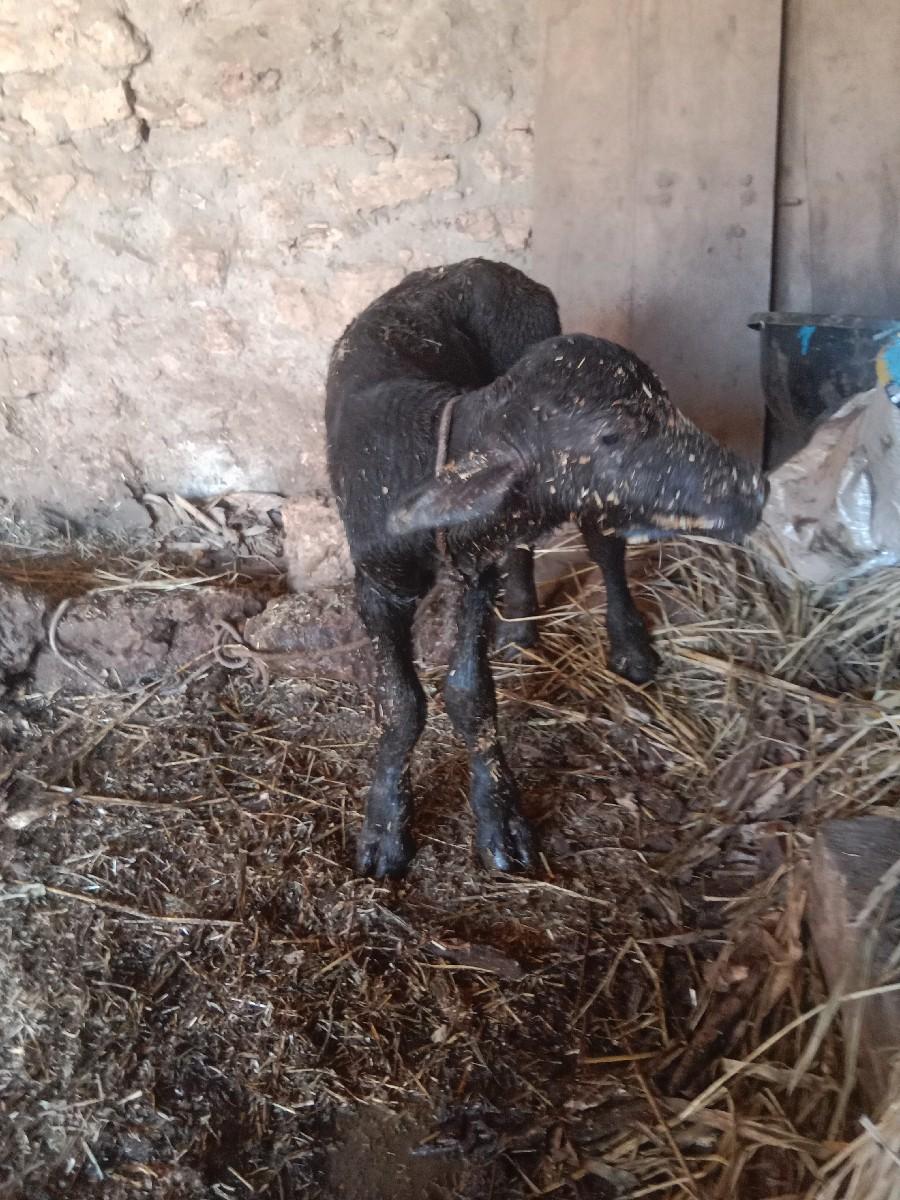 પાડો વેચવા નો છે