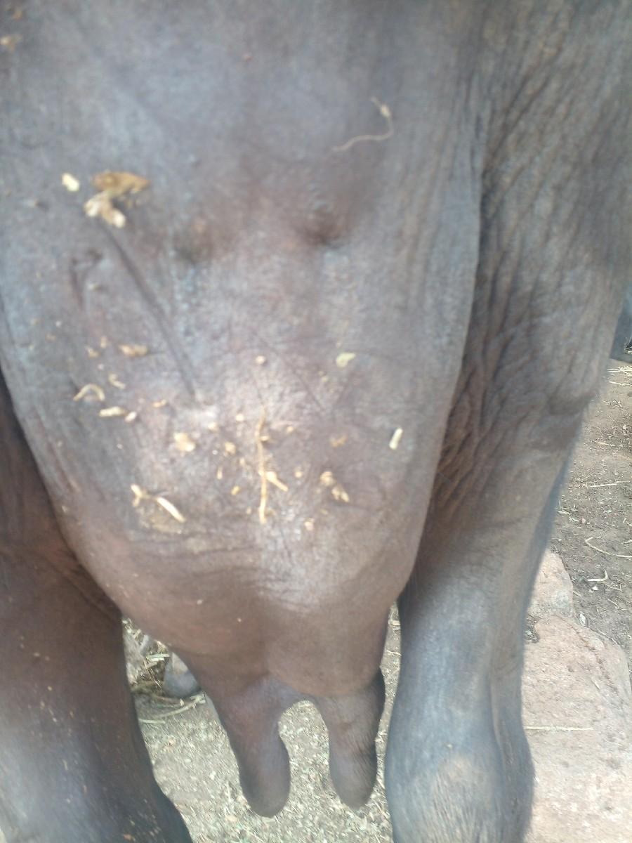 આ ભેસવેચવા નીછે