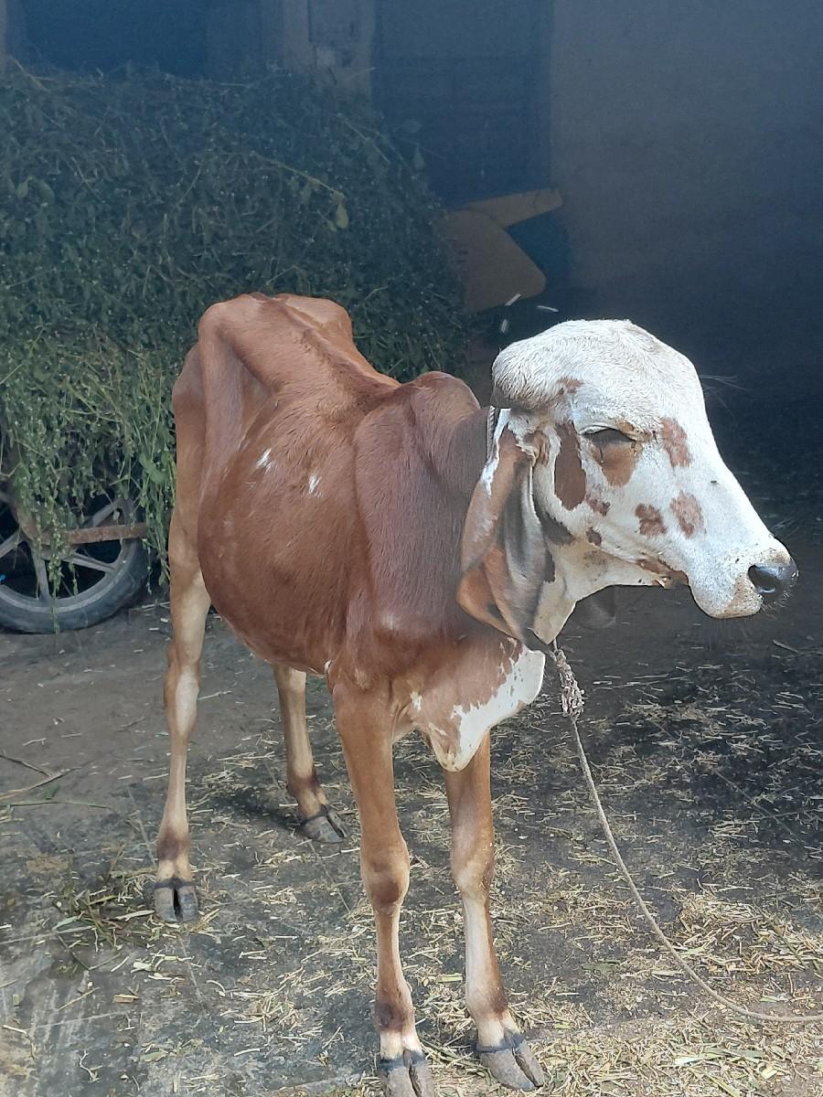 થંબનેલ 3