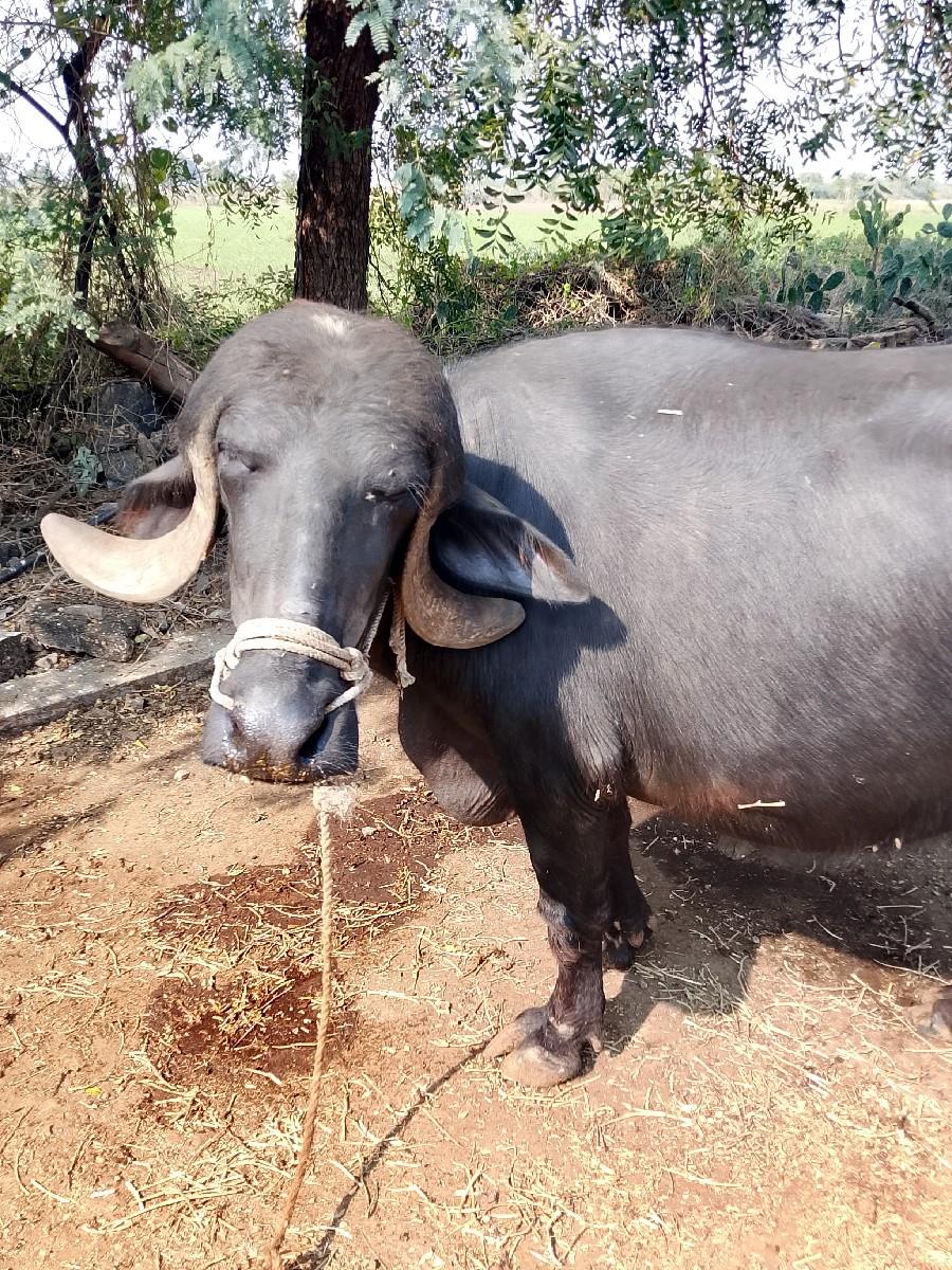 थंबनेल 3