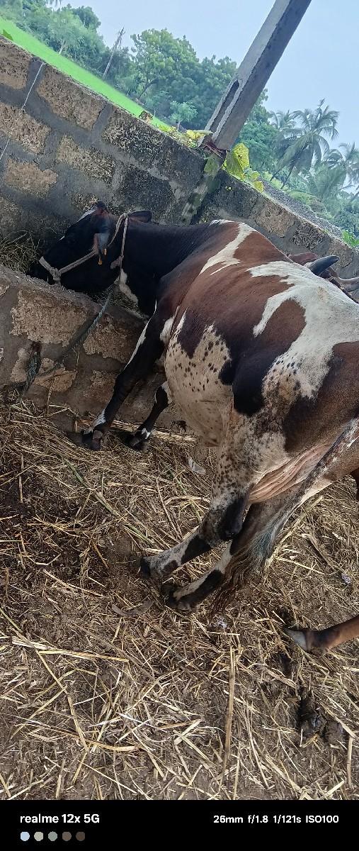 એસફ ગાય વેચવાની છે