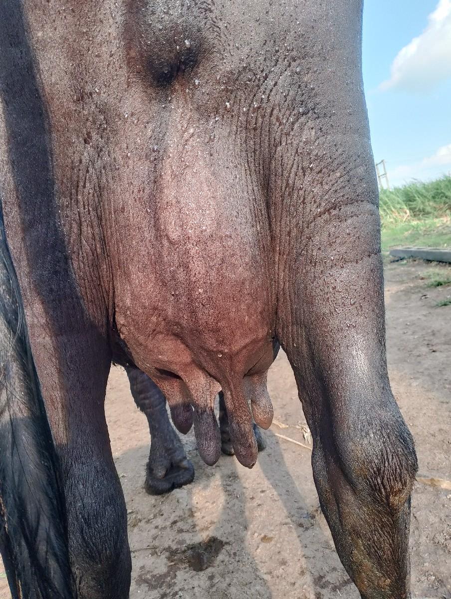 ભેંસ વેચવાની છે