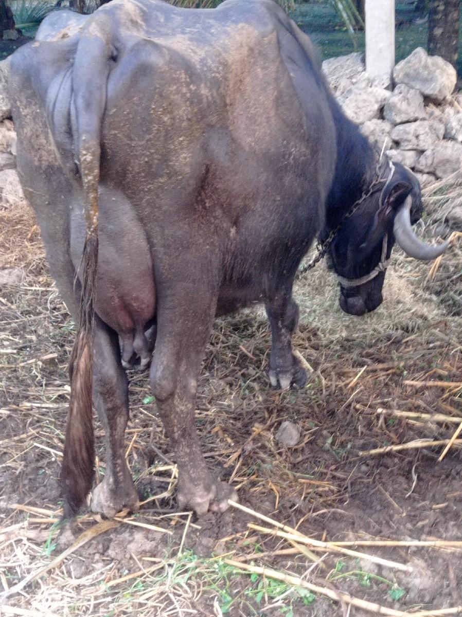 થંબનેલ 2