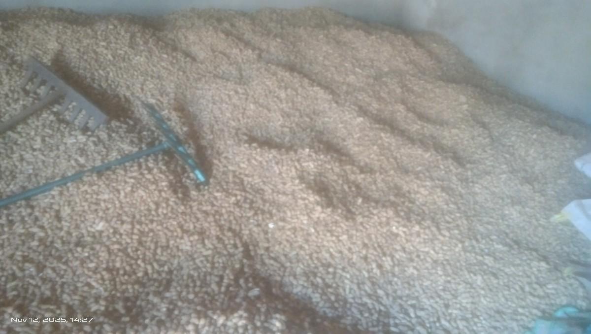 જીવીચ મગફળી બિયારણ વેચવાનું છે