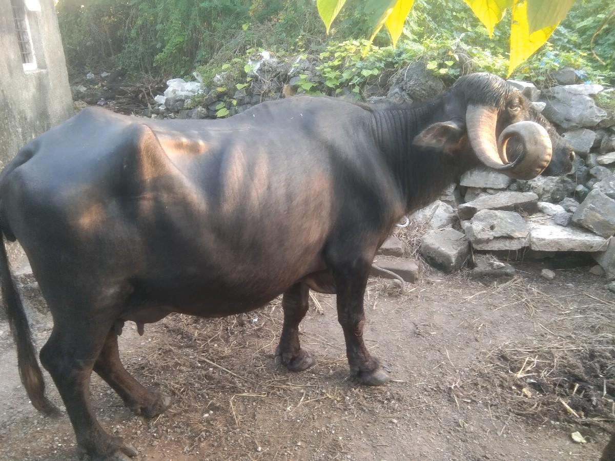 વેચવાની છે