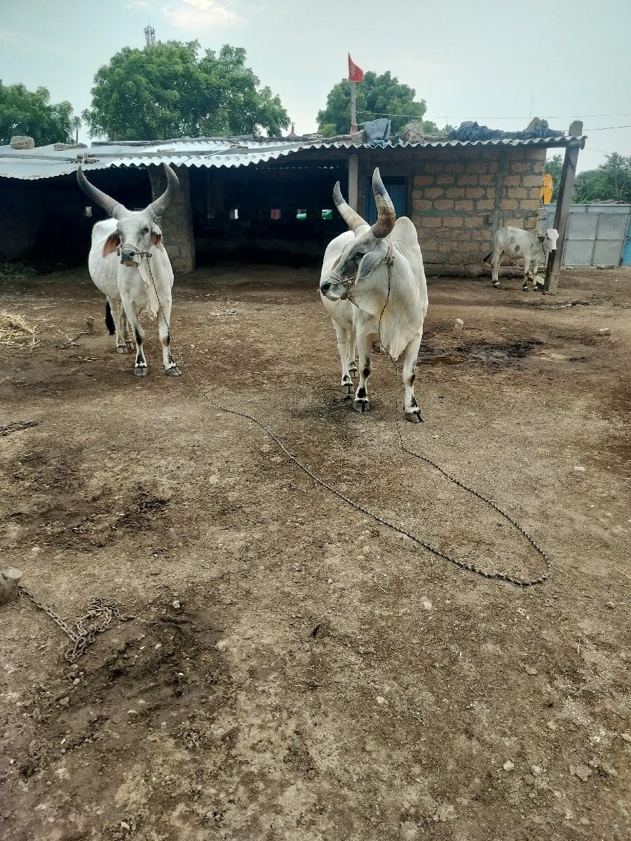 બળધ વેચવાના છે