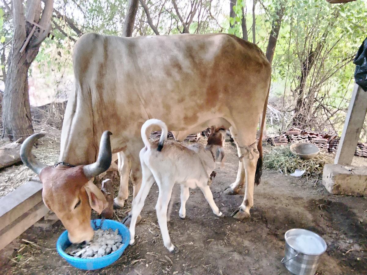 થંબનેલ 6