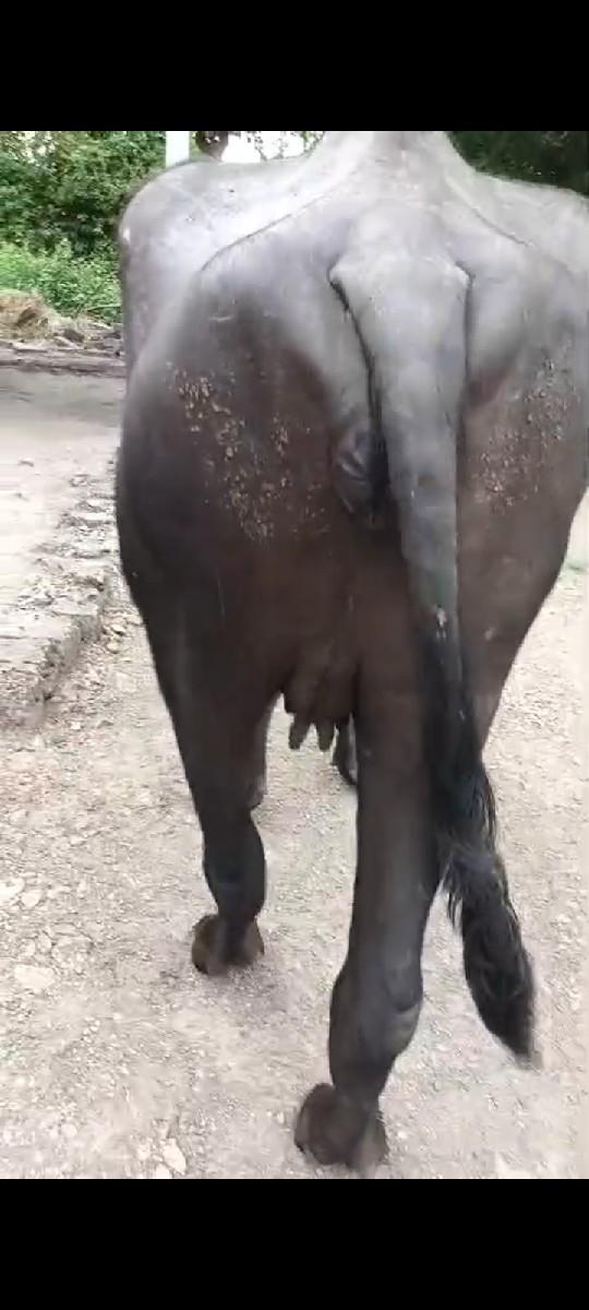 થંબનેલ 2