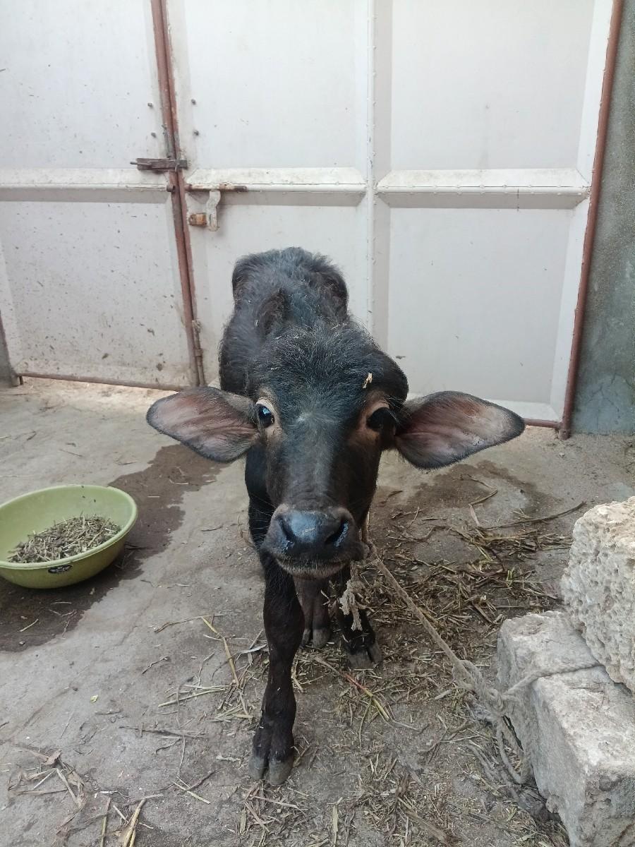 થંબનેલ 3