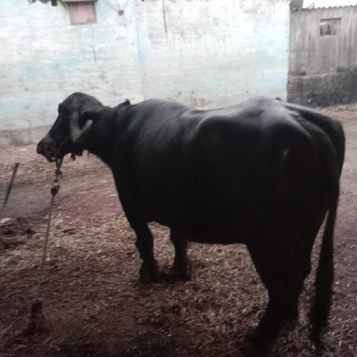 થંબનેલ 2