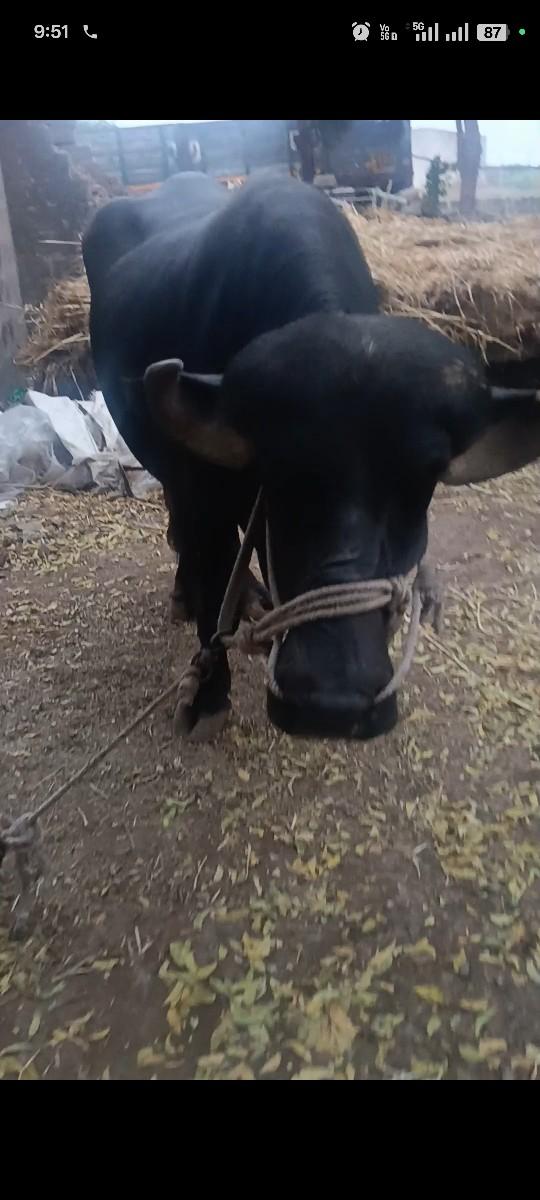ભેંસ વેચવાની છે ખડેલી  1વેતર