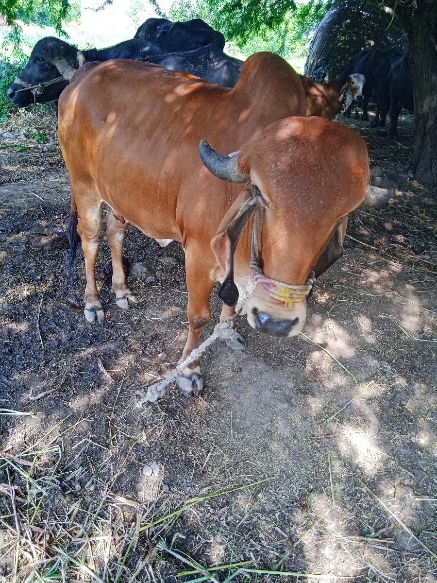 થંબનેલ 2