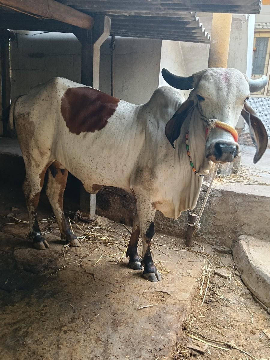 થંબનેલ 2