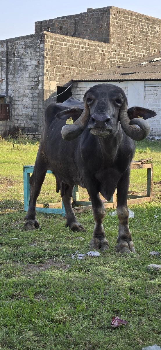 ભેંસ વેચવાની છે