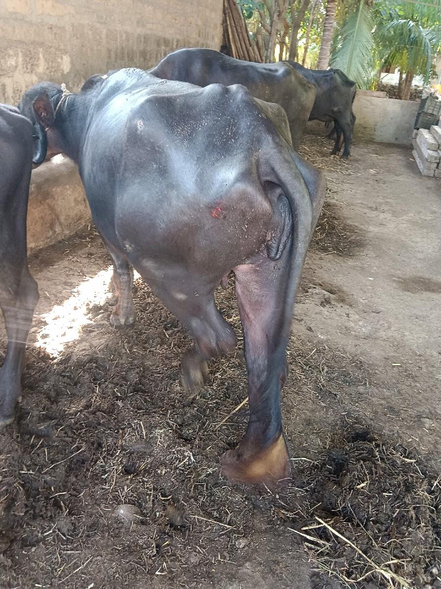 થંબનેલ 2