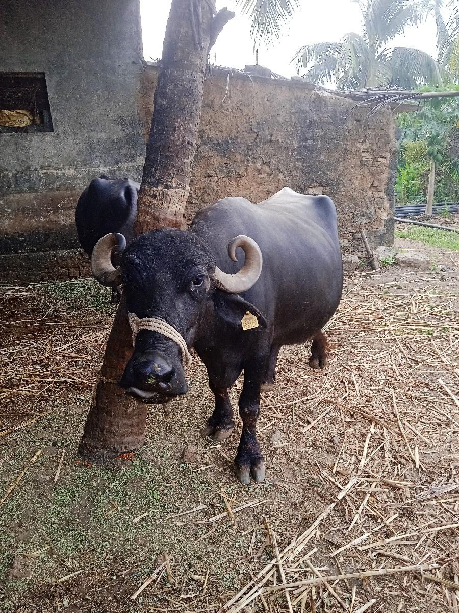 ભેસ વેશવાની છે