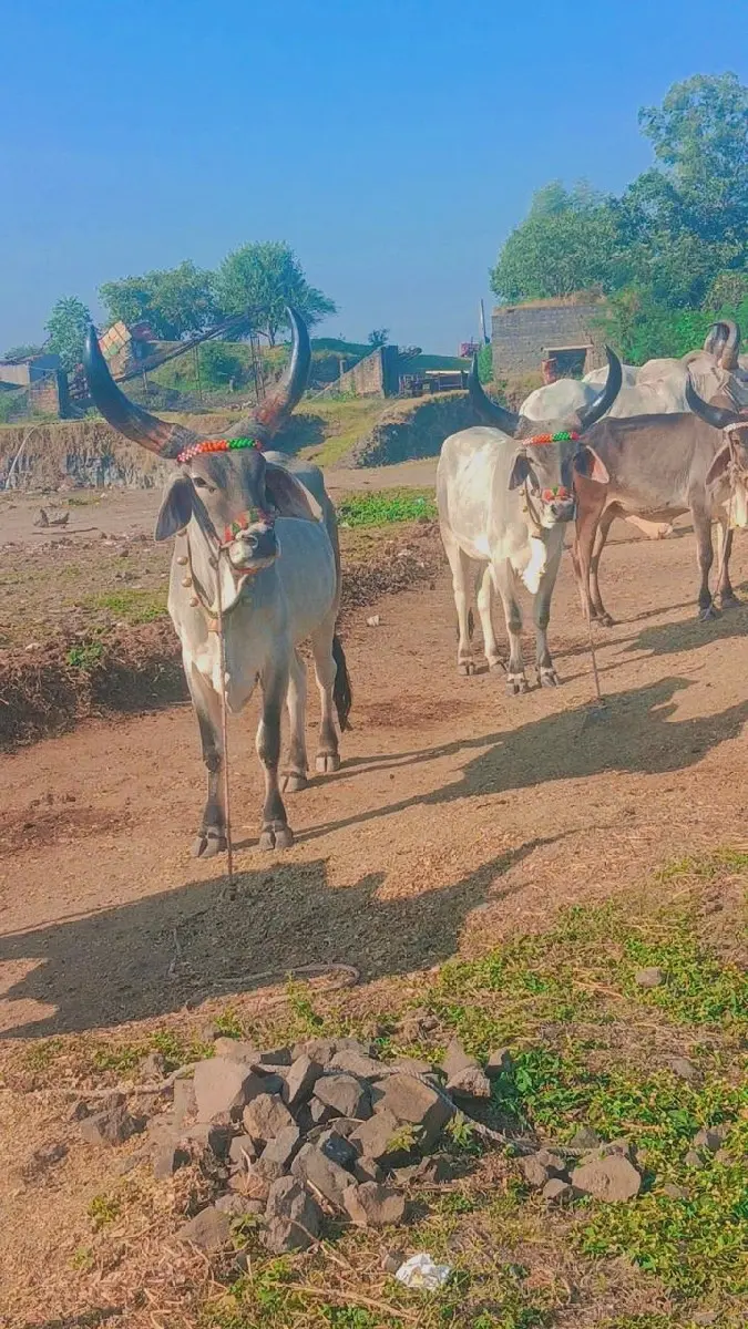 મારવા બેસવાની ટોટલી જવાબદારીથી વેચ