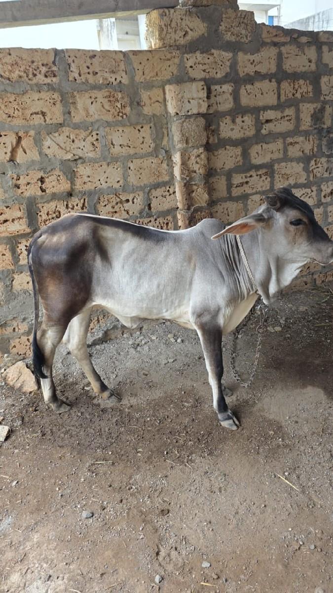 थंबनेल 2