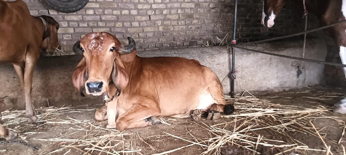 ગીર ગાય વેચવા ની સે