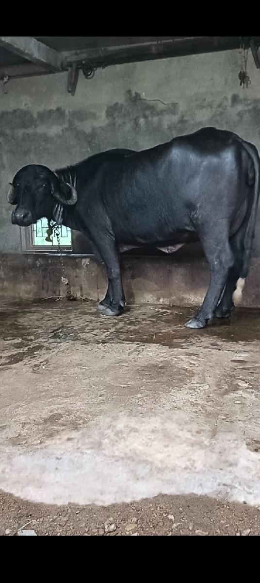 થંબનેલ 3