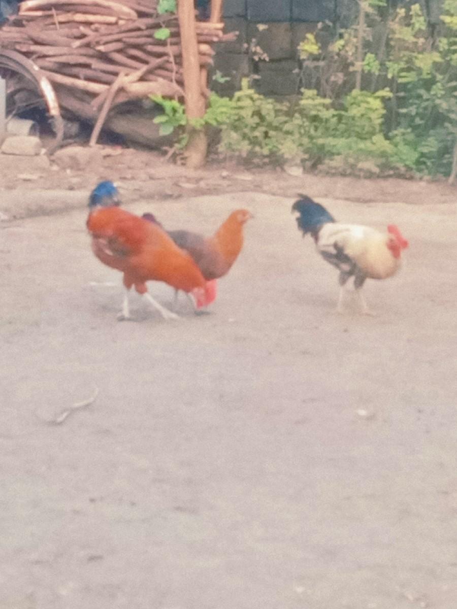 થંબનેલ 3