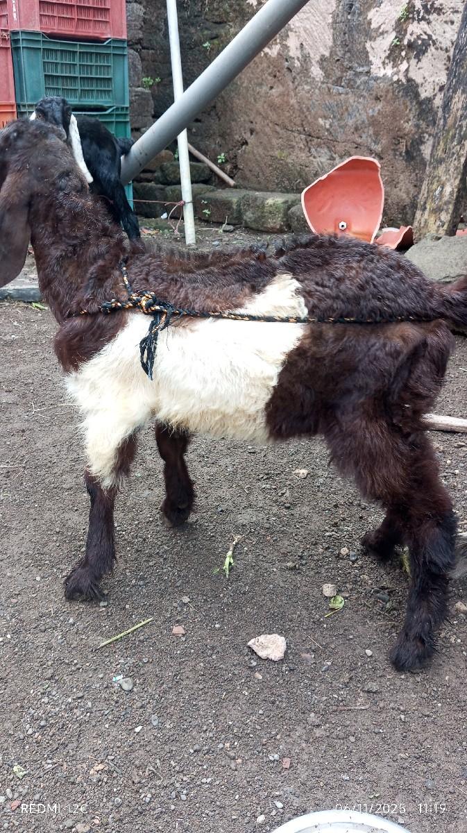 થંબનેલ 3