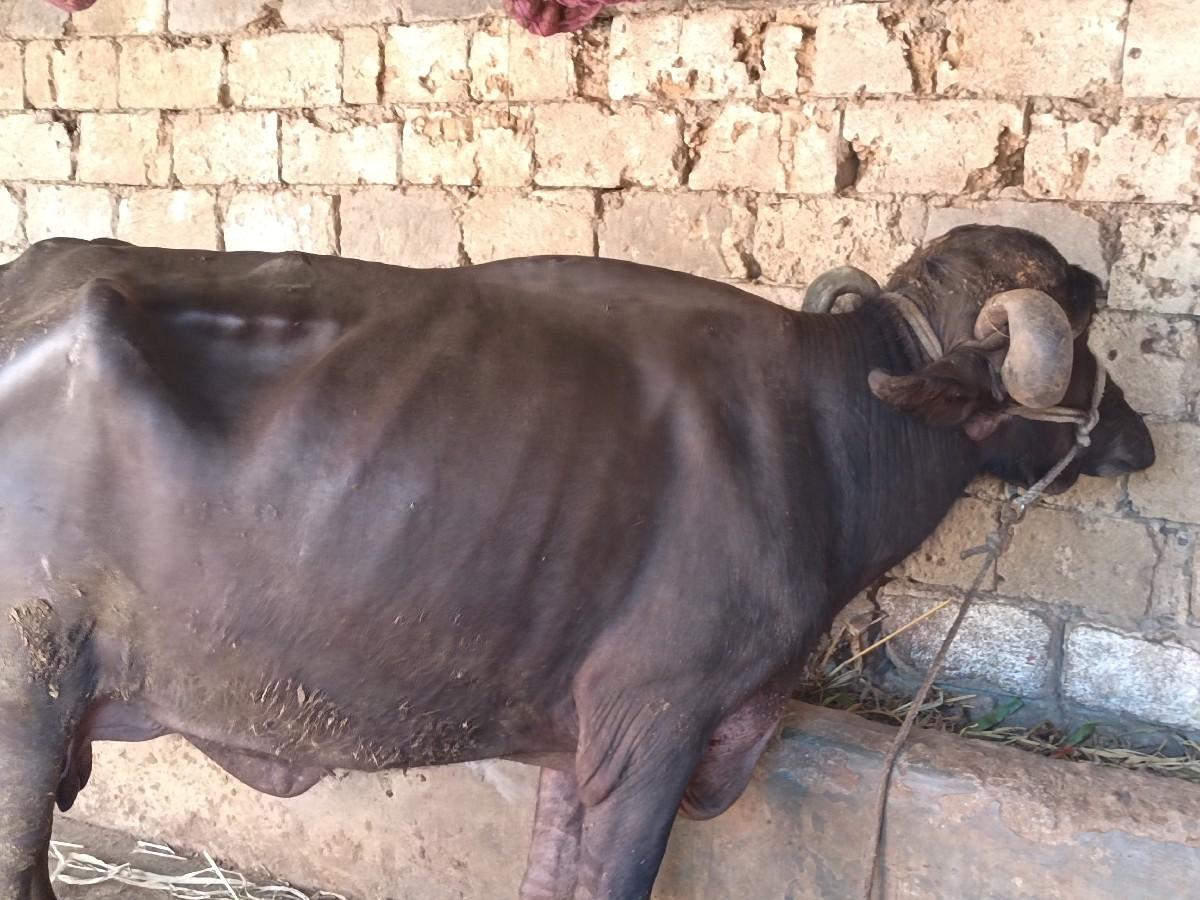 થંબનેલ 3