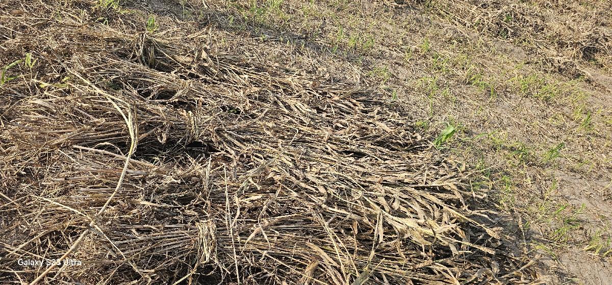 આ ચારૉ વેચવાનો છે