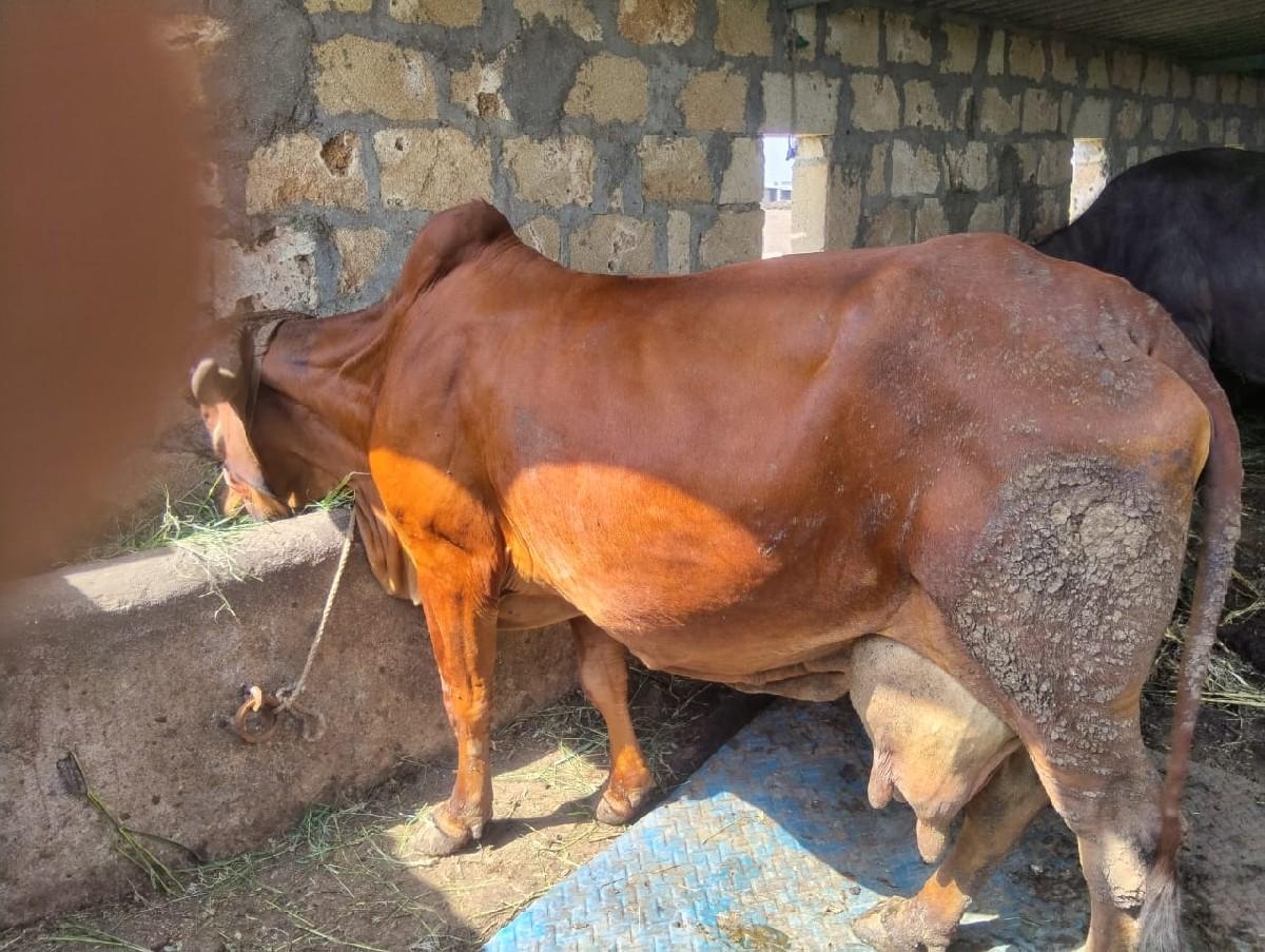 ગાય વેચવાની છે