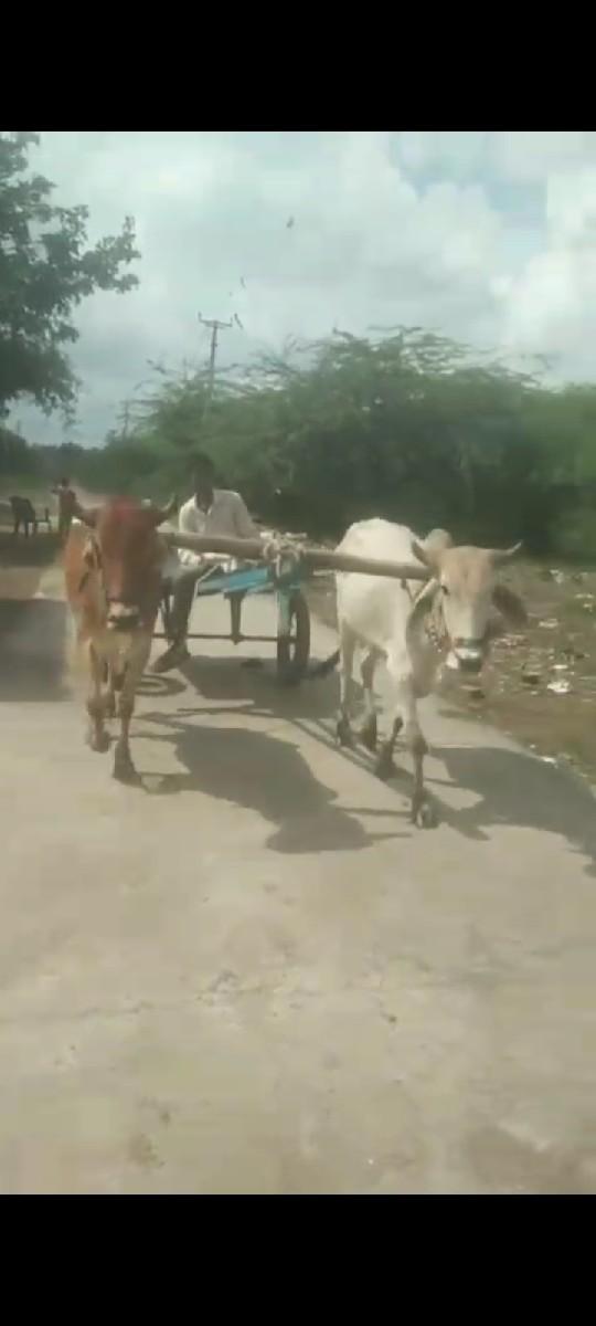 થંબનેલ 2