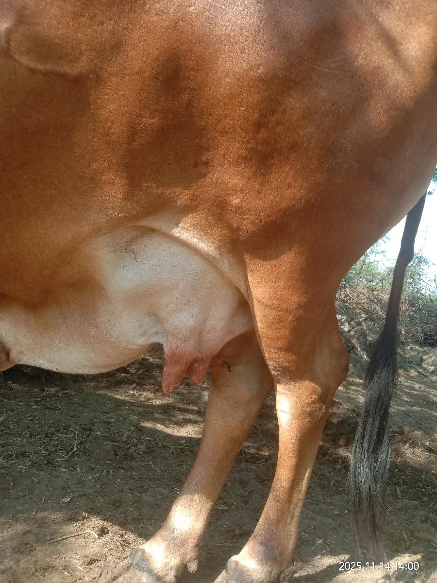 ગાય વેસવાની છે