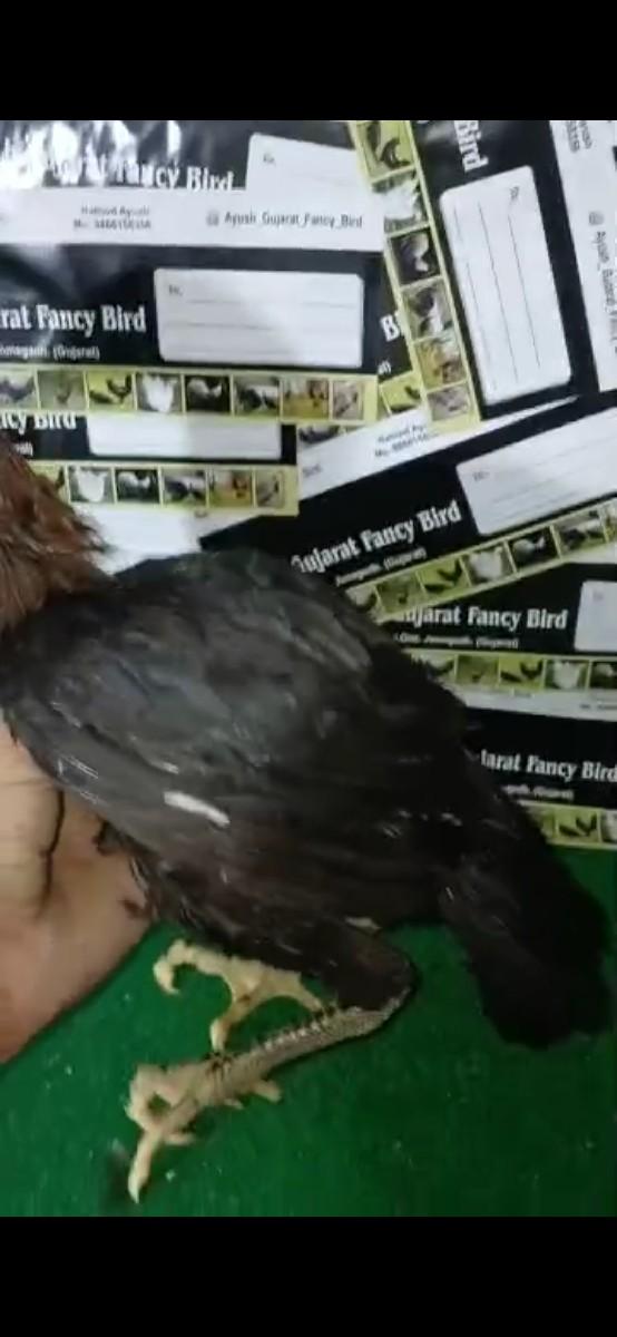 થંબનેલ 3