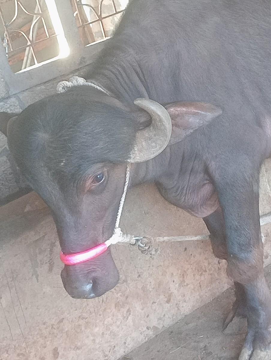 થંબનેલ 2