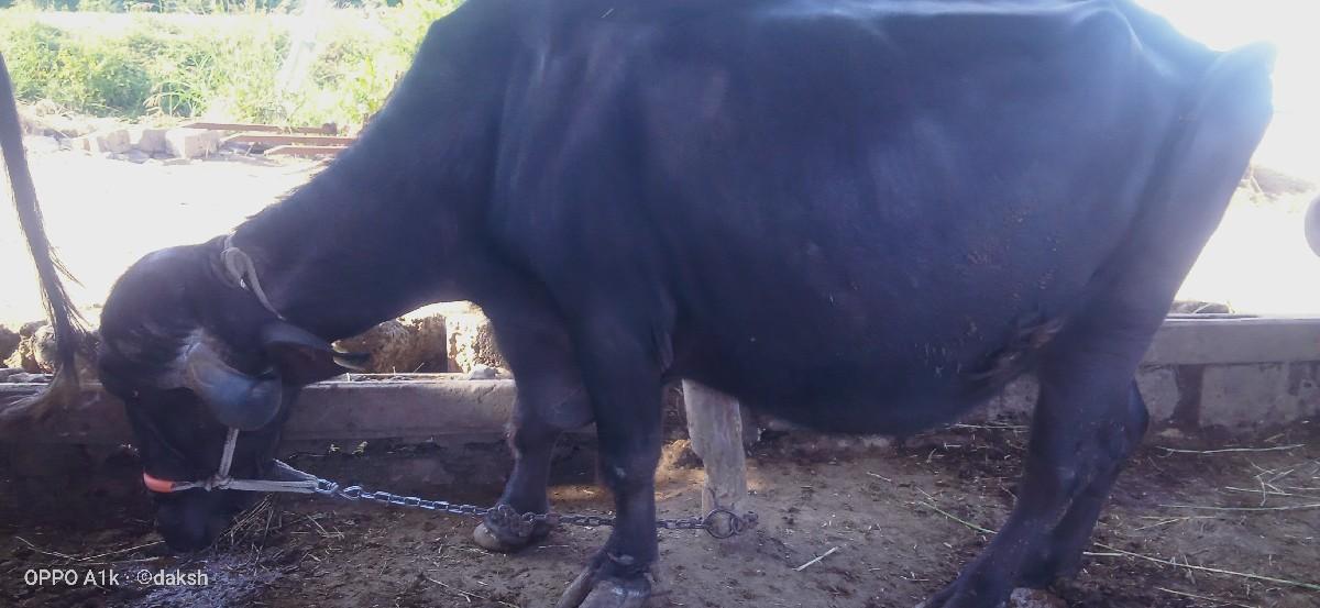 થંબનેલ 2