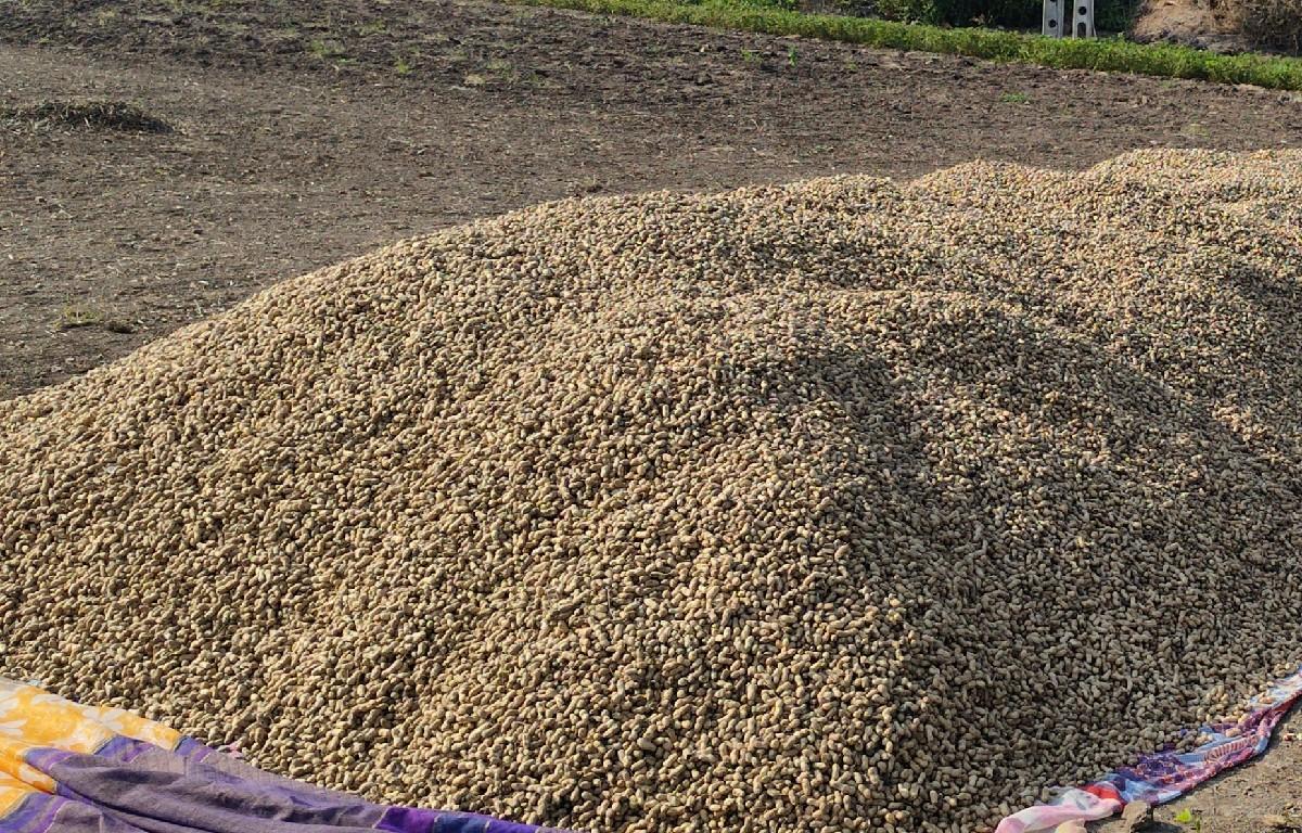 માંડવી વેચવાની છે બીયારણ માટે