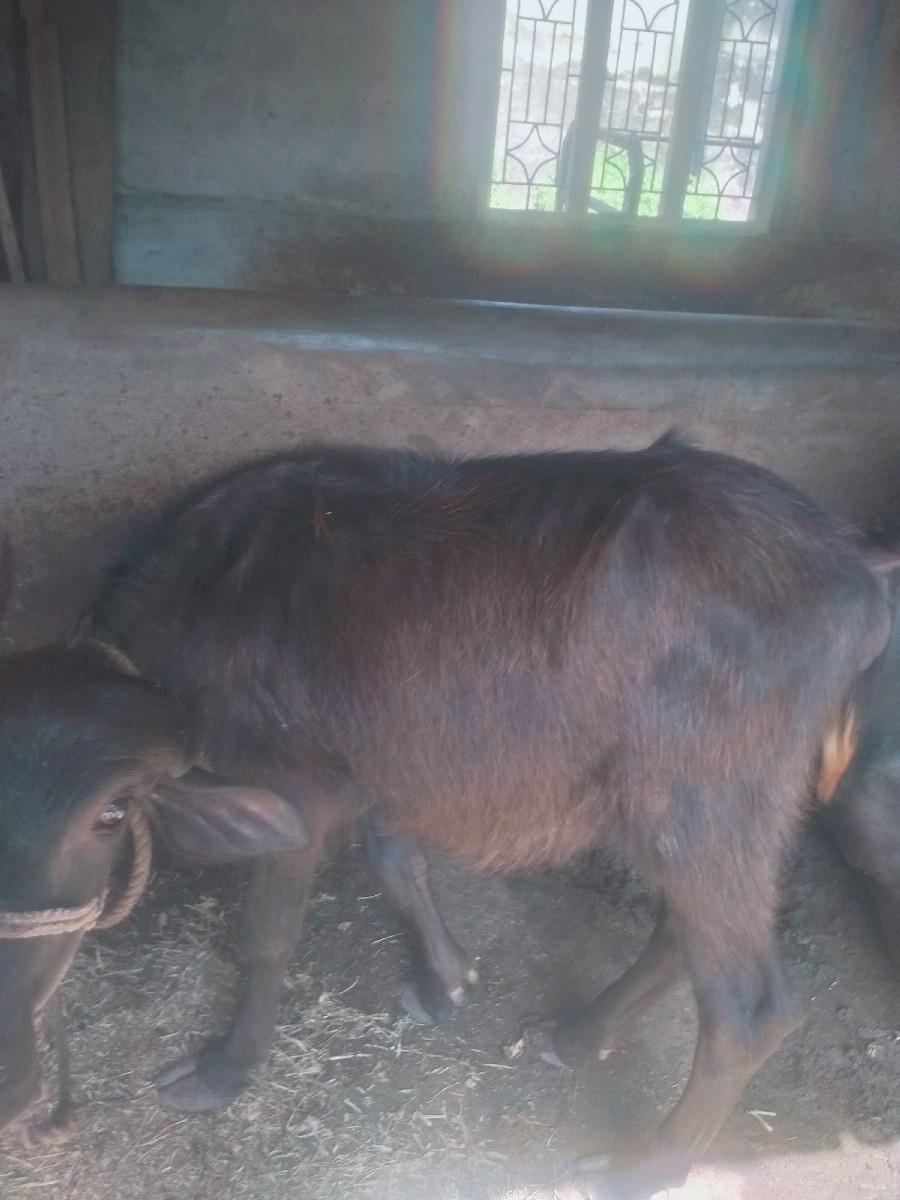 પાડી વેચવાની છે