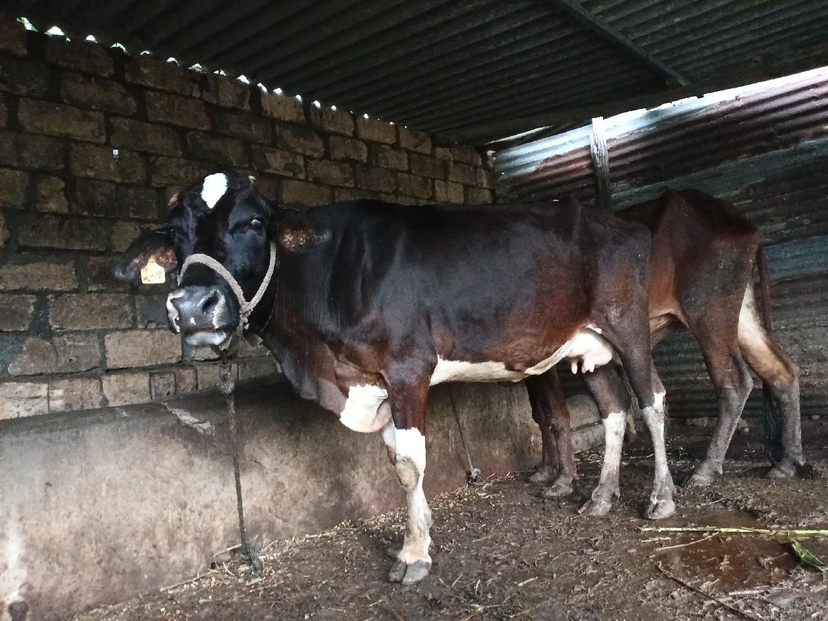 ગાય ૧મહીના દિવસ ની તાજી