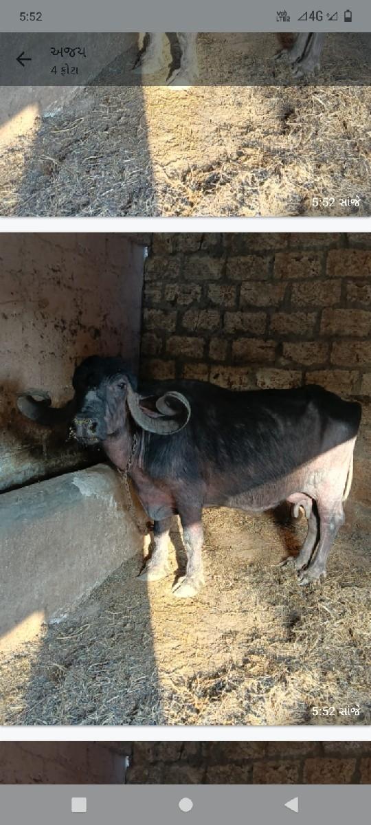 વેસવાની